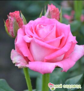 Роза чайно-гибридная Топаз в Красный Куте