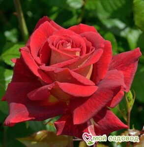 Роза чайно-гибридная Клеопатра в Красный Куте