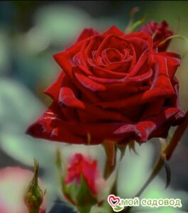 Роза чайно-гибридная София в Красный Куте