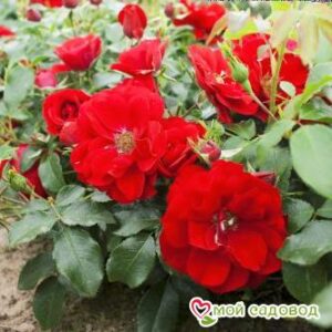 Роза Центро-Розе в Красный Куте