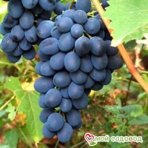 Ароматный и сладкий виноград “Августа” в Красный Куте