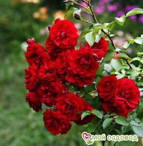 Роза плетистая Амадеус в Красный Куте