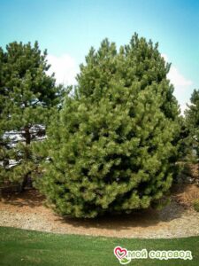 Сосна Чёрная (Pinus Nigra) в Красный Куте