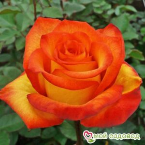 Роза чайно-гибридная Хай Буминг в Красный Куте