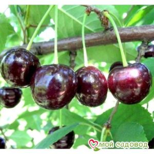 Саженцы вишни – Чудо-вишня в Красный Куте