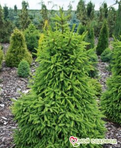 Ель обыкновенная (Picea abies) в Красный Куте