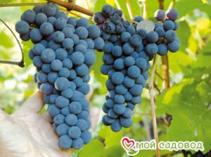 Виноград Амурский синий в Красный Куте