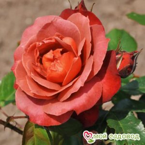Роза чайно-гибридная Хот Кокоа в Красный Куте