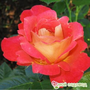 Роза Декор Арлекин в Красный Куте