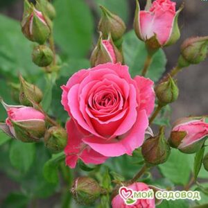Роза Спрей розовый в Красный Куте