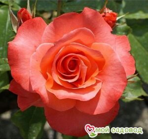 Роза чайно-гибридная Муви Стар в Красный Куте
