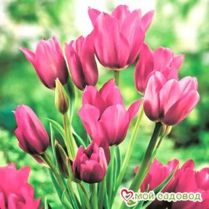 Тюльпан многоцветковый Пурпл Букет в Красный Куте