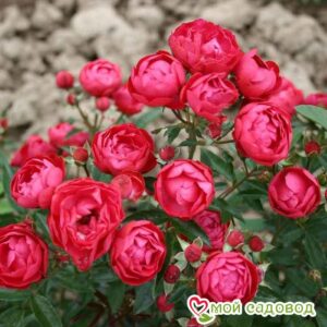 Роза полиантовая Морздаг Ред (Morsdag Red) в Красный Куте