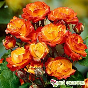 Роза полиантовая Румба (Rumba) в Красный Куте